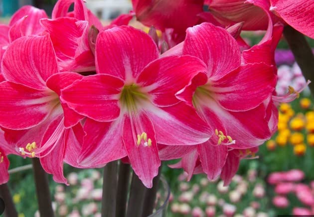 Pink Echte Amaryllis Blomsterfrø til udplantning - 100 stk