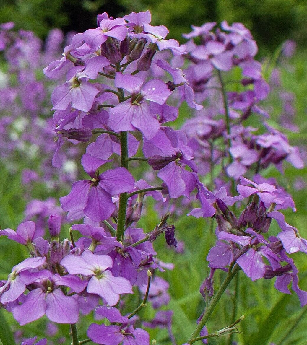 Dame's Rocket Violet Flower Seeds – Organic, Heirloom, Non-GMO Seeds for Planting