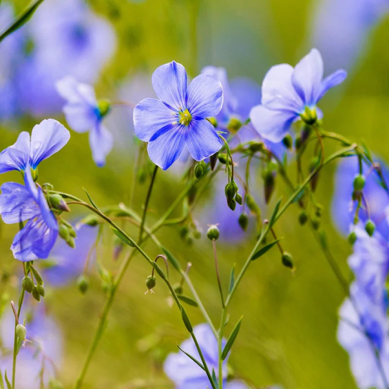 lin lan flower seeds for sale Heirloom Linum Flower Seeds, Non-GMO Flax Blooms for Pollinator-Friendly Garden Planting