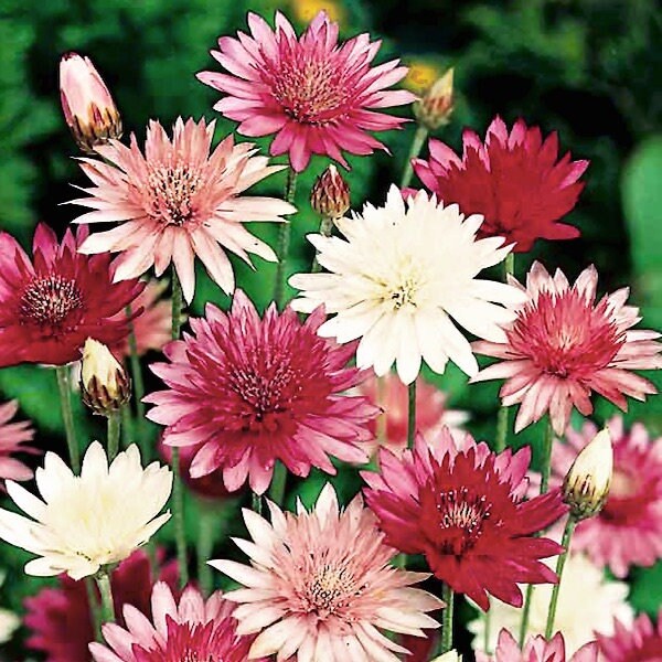 Xeranthemum annum Flower Seeds for Planting - 100 pcs