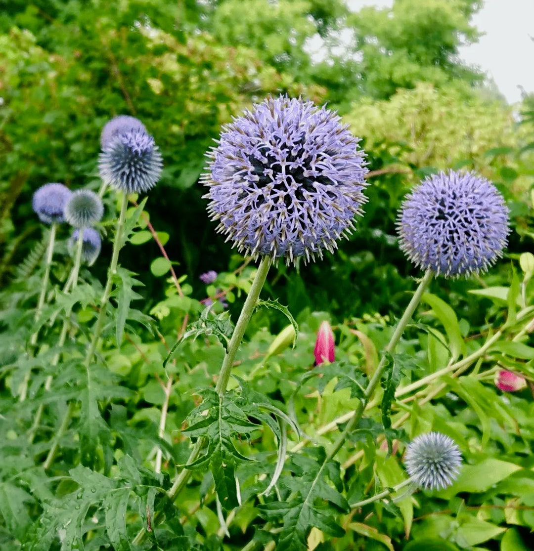 Echinops Ritro Flower Seeds – Heirloom, Non-GMO, Globe Thistle Blooms for Drought-Resistant Garden Planting