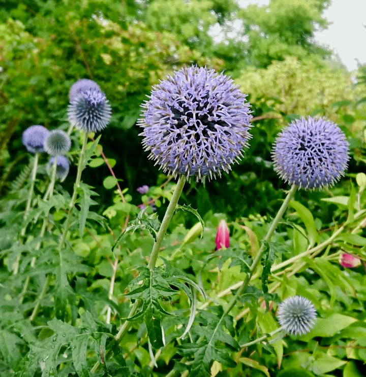 Echinops Ritro Flower Seeds – Heirloom, Non-GMO, Globe Thistle Blooms for Drought-Resistant Garden Planting