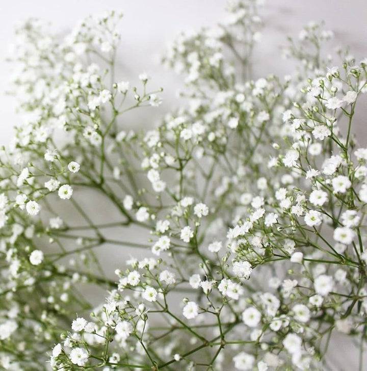 Heirloom Non-GMO Gypsophila Flower Seeds for Planting – Delicate Baby’s Breath Garden Blooms