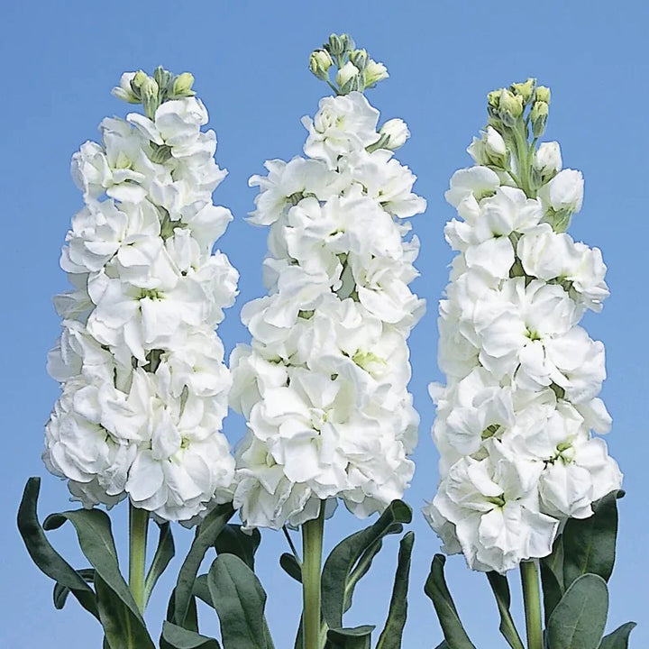 White Evening Stock Flower Seeds for Planting, 100 pcs