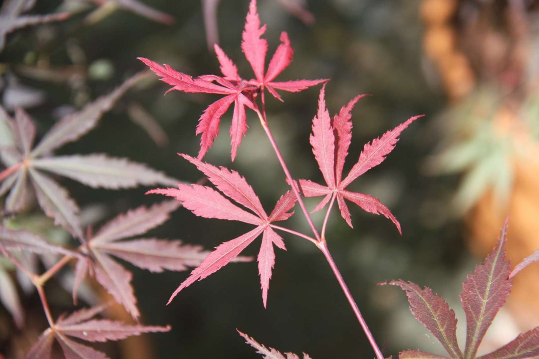 Maroon Suminagashi Plant Seeds – Heirloom Non-GMO Japanese Peony Seeds for Striking Garden Blooms