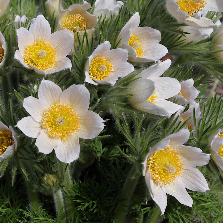 white pasque flower seeds