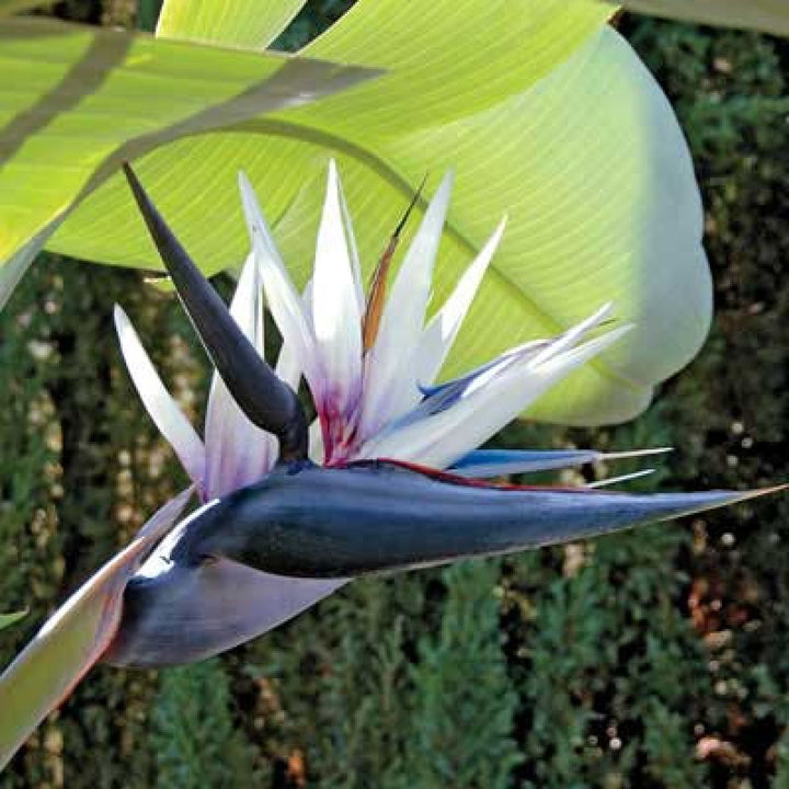 Strelitzia Flower Seeds for Planting, 100 pcs