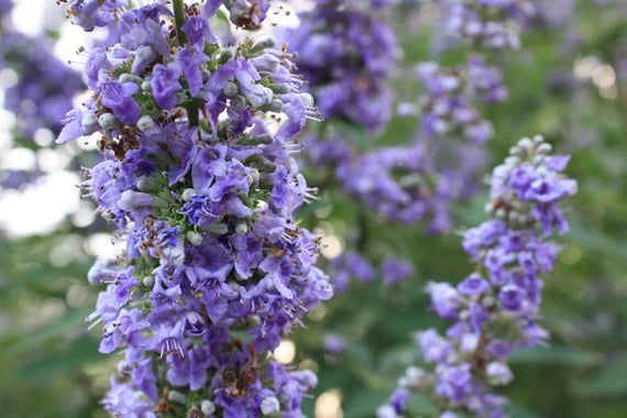 Lilla Angus Castus blomsterfrø til plantning - 100 stk