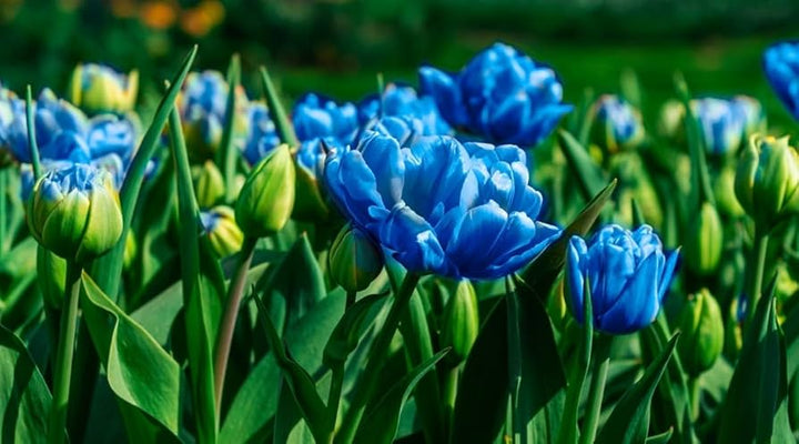 Tulipan blå blomsterfrø til udplantning - 100 stk