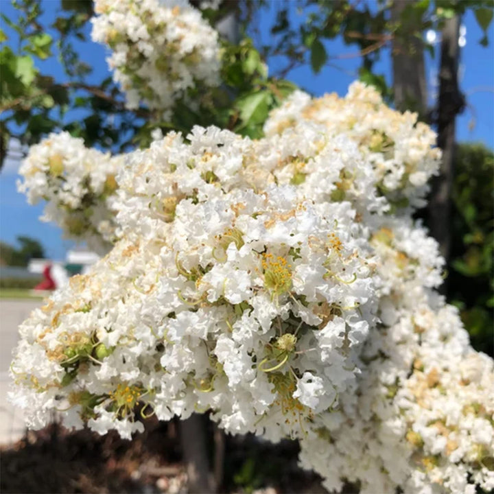 Heirloom Non-GMO White Crape Myrtle Tree Seeds for Garden Planting – Elegant Summer Blooming Tree