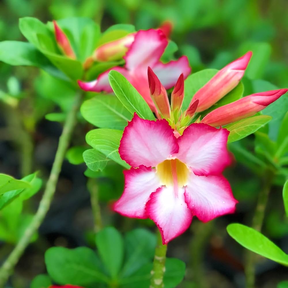 Adenium blomsterfrø til plantning - 100 stk