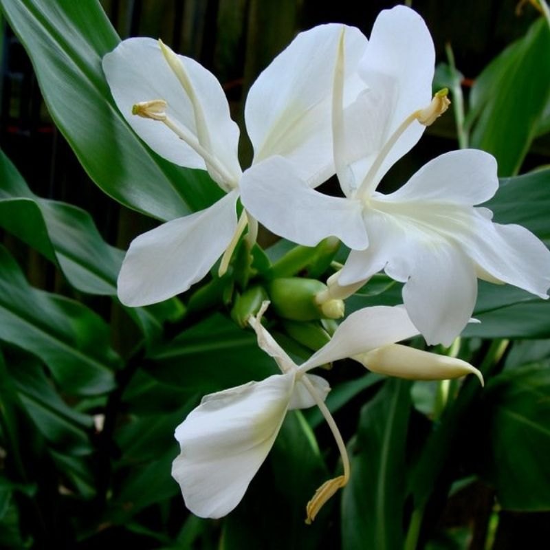 white ginger lily White Ginger Lily (Hedychium coronarium) Flower Seeds – Heirloom Non-G – Neeraseeds