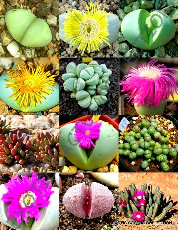 Mixed Gibbaeum Plant Seeds for Planting - 100 pcs