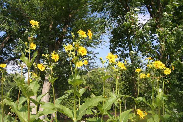 Yellow Silphium Perfoliatum Flower Seeds for Planting - 100 pcs