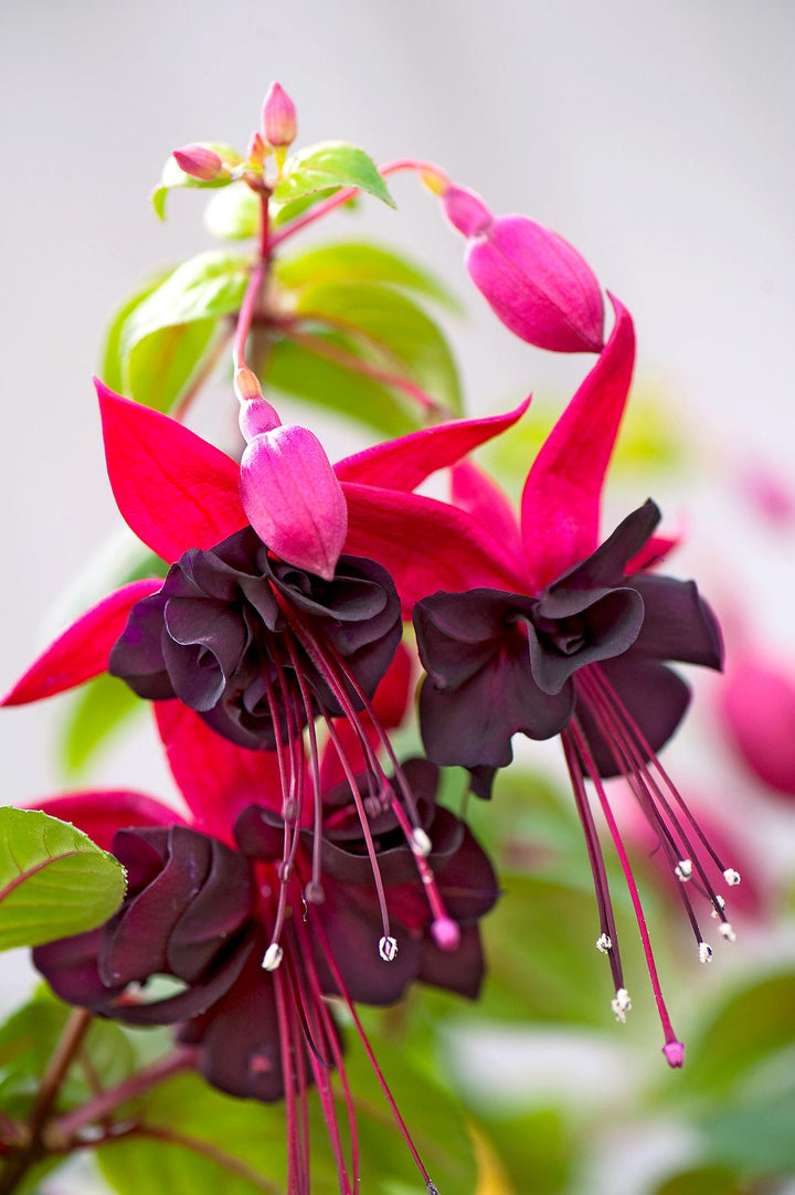 Black Fuchsia Flower Seeds for Planting - 100 pcs