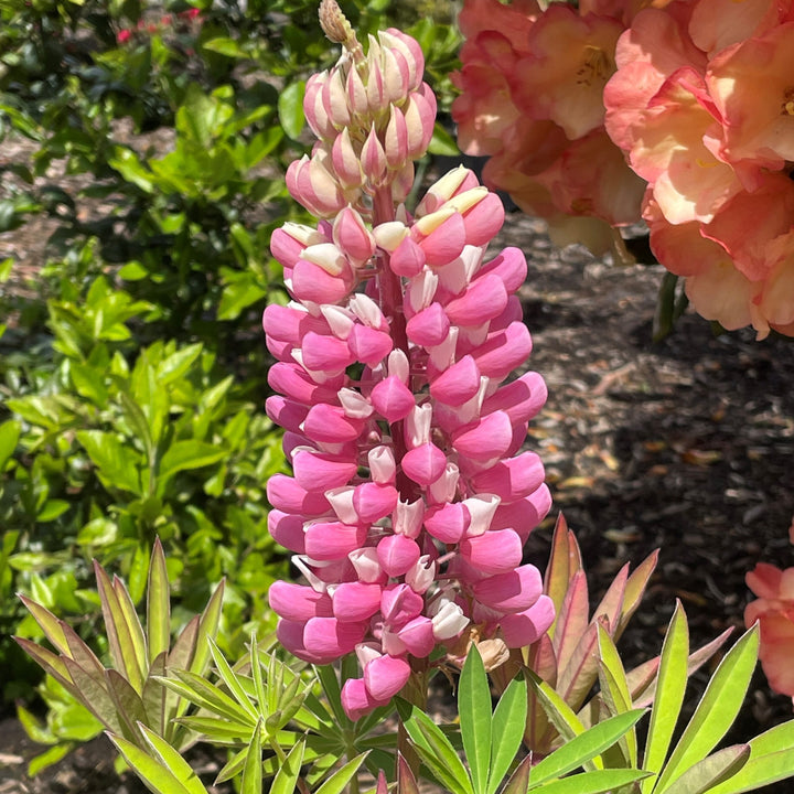 Heirloom Non-GMO Pink Lupine Popsicle Flower Seeds – Tall Spiky Blooms for Garden Planting
