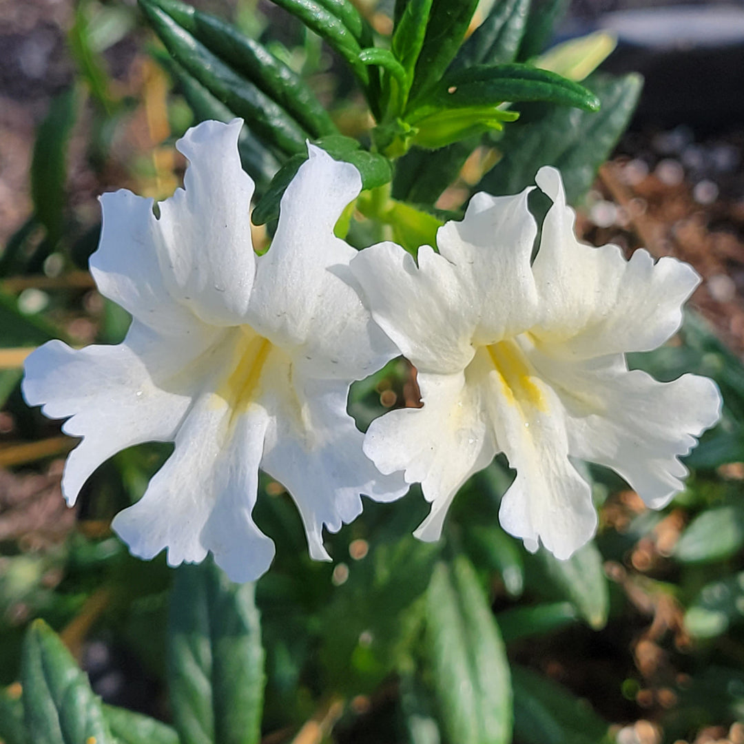 White Mimulus Flower Seeds for Planting - 100 pcs