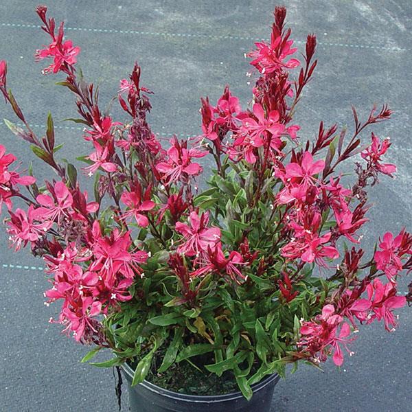 Red Gaura Flower Seeds for Planting - 100 pcs