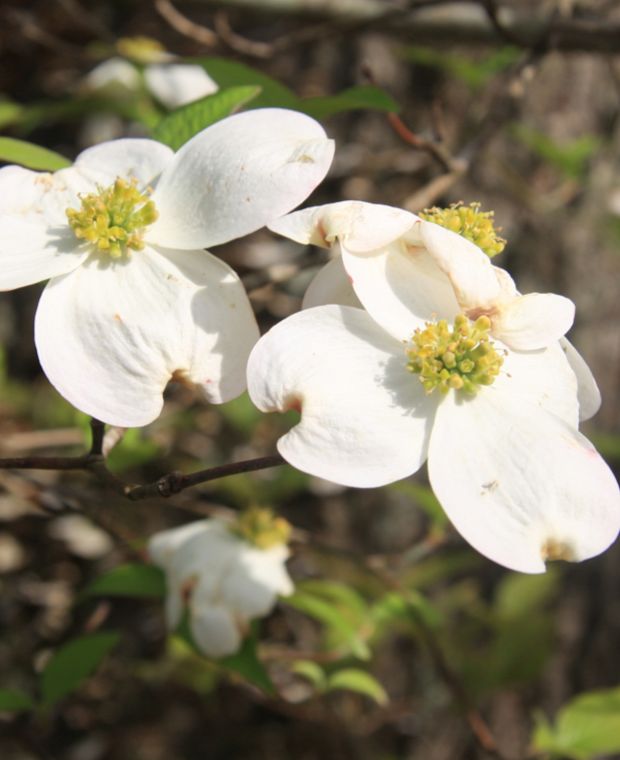 Heirloom Non-GMO Cornus Flower Seeds for Planting – High Germination Organic Dogwood Garden Seeds