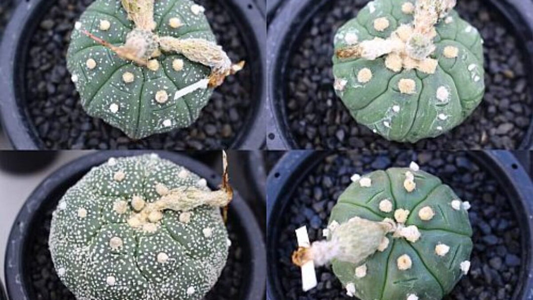 Blandede Astrophytum plantefrø til udplantning, 100 stk