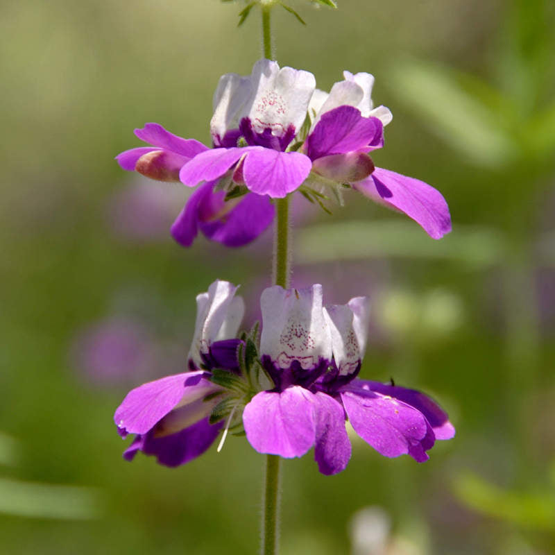 Heirloom Non-GMO Purple Heterophylla Flower Seeds for Garden Planting – Vibrant Wildflower Blooms