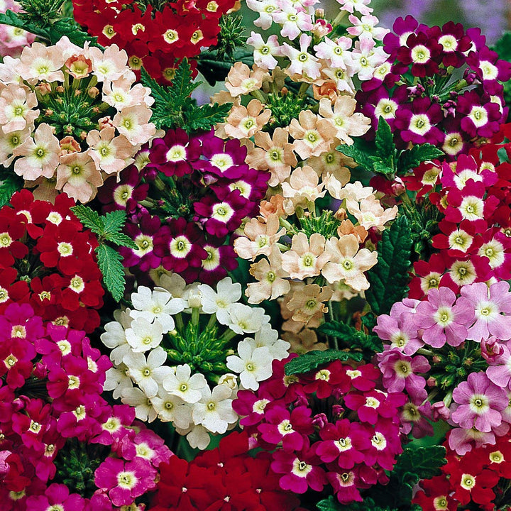 Heirloom Verbena Plant Seeds, Non-GMO Colorful Blooms for Pollinator-Friendly Garden Planting