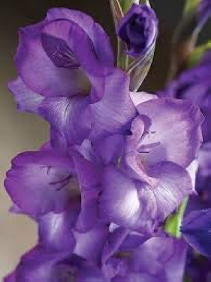 White Purple Gladiolus Flower Seeds for Planting - 100 pcs