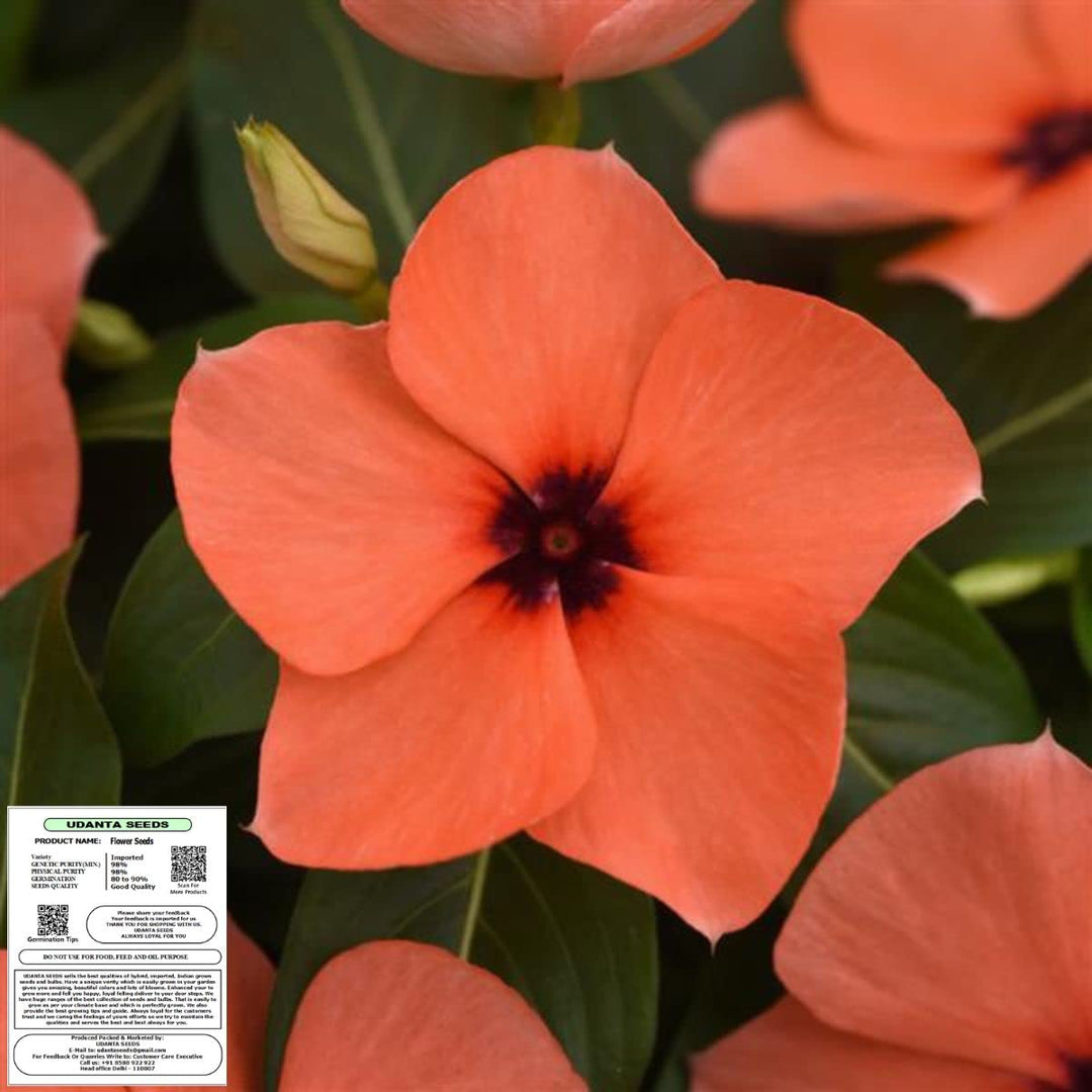 Orange Periwinkle Flower Seeds for Planting - 100 pcs