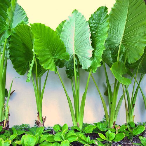 Heirloom Green Alocasia Macrorrhizos Plant Seeds, Non-GMO Tropical Foliage for Planting