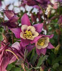 Purple White Aquilegia Seeds for Planting, 100 pcs