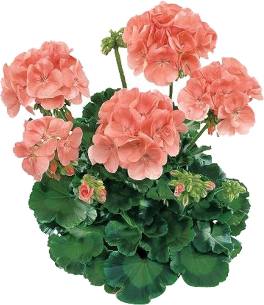 Heirloom Non-GMO Peach Geranium Flower Seeds – High Germination Soft Colorful Blooms for Garden Planting