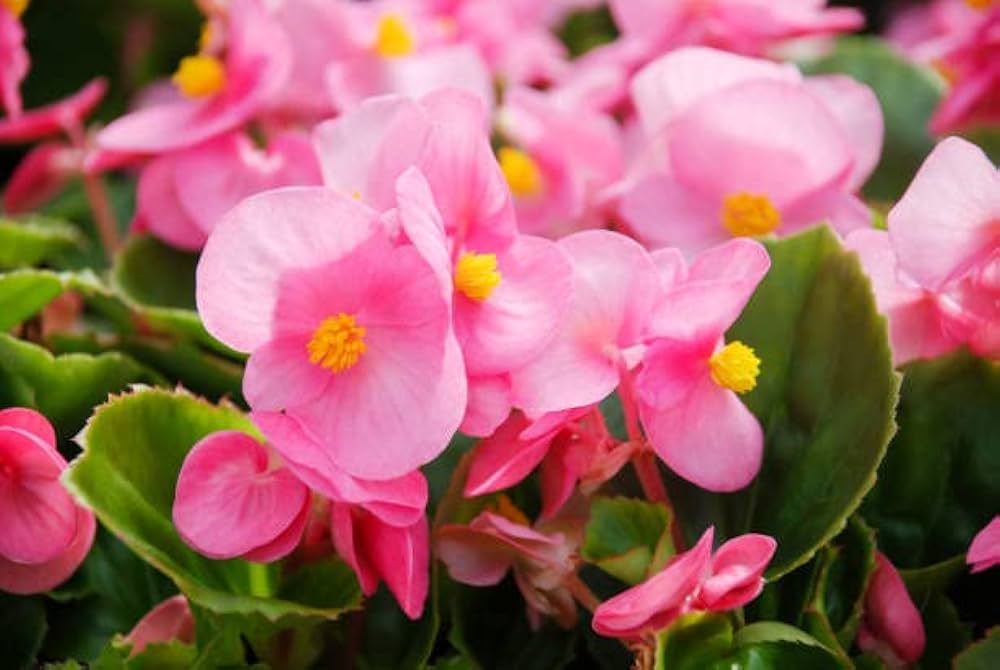 Begonia Blomsterfrø Pink til udplantning 100 stk