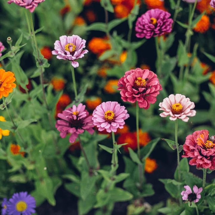 Enkelt kronblad Zinnia Mix Blomsterfrø til udplantning, 100 stk