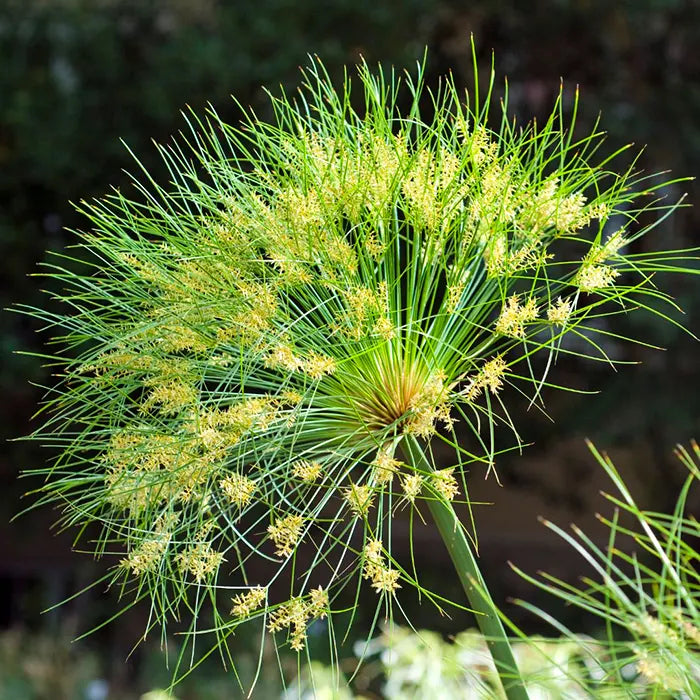 Heirloom Non-GMO Green Cyperus Papyrus Flower Seeds for Ornamental Water Garden Planting