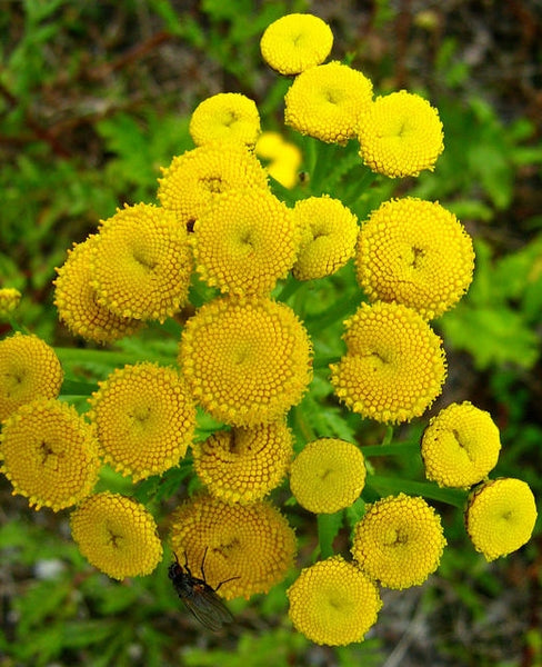 Gul knap blomsterfrø til plantning - 100 stk