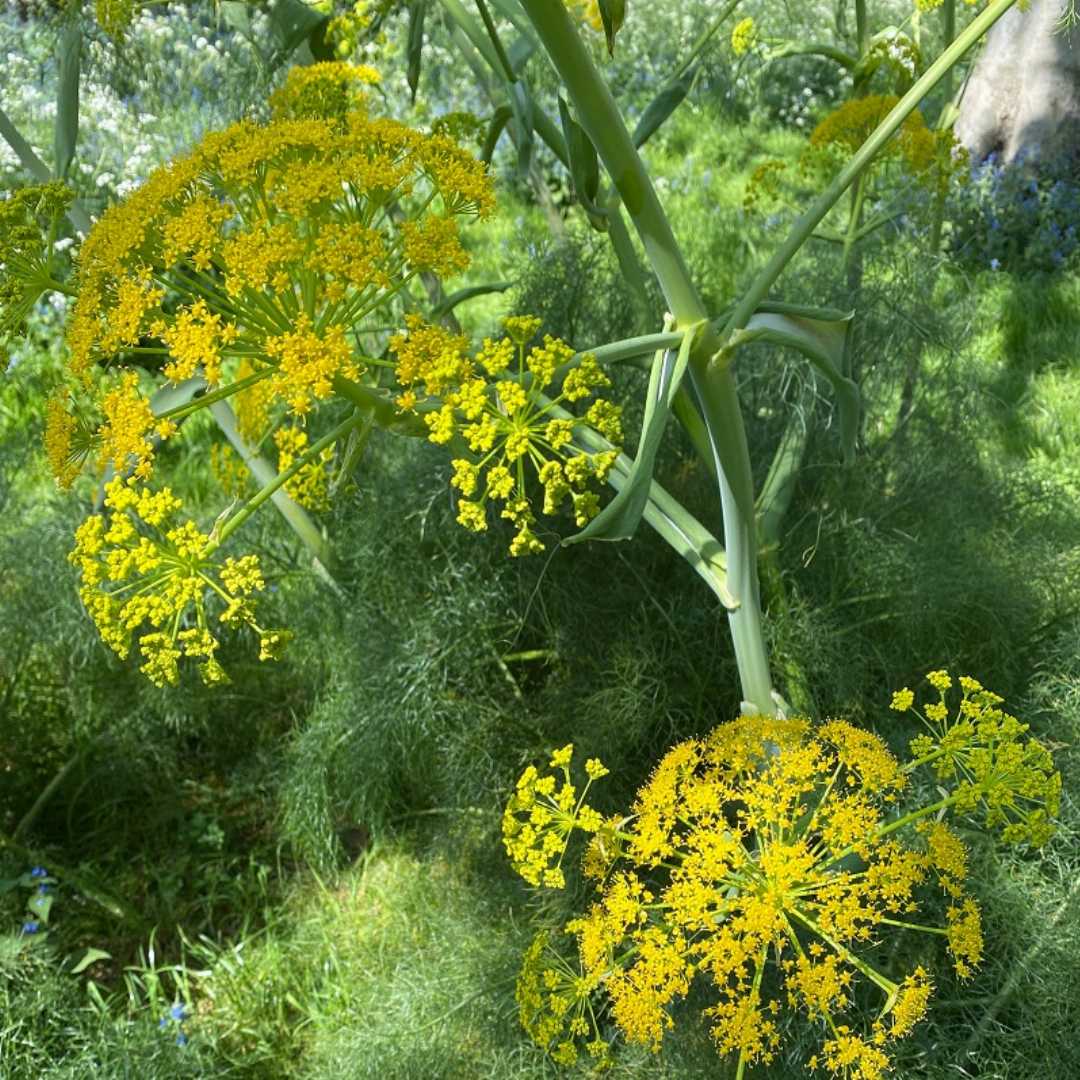 Fennikelblomsterfrø til udplantning 100 stk