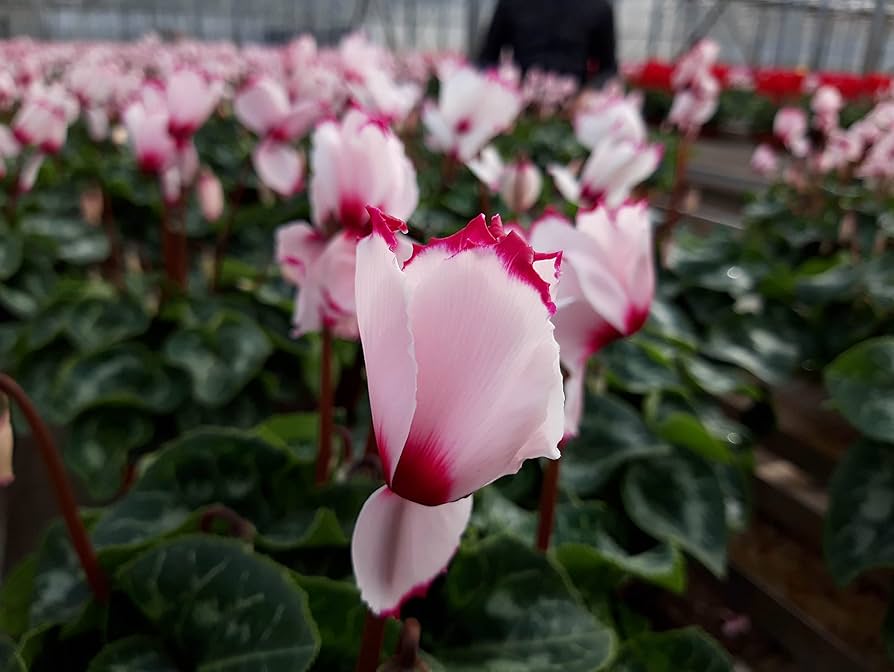 Rød hvid Cyclamen blomsterfrø til plantning - 100 stk