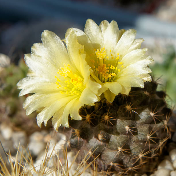 Heirloom Copiapoa Flower Seeds, Non-GMO Rare Cactus Blooms for Drought-Tolerant Garden Planting