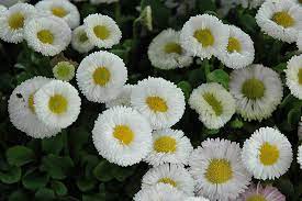 White Bellis Perennis Seeds for Planting - 100 pcs