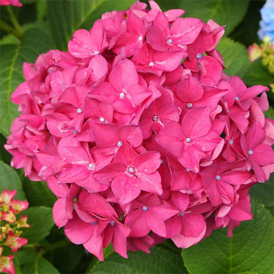 Heirloom Thick Pink Hydrangea Flower Seeds, Non-GMO Lush Blooms for Planting