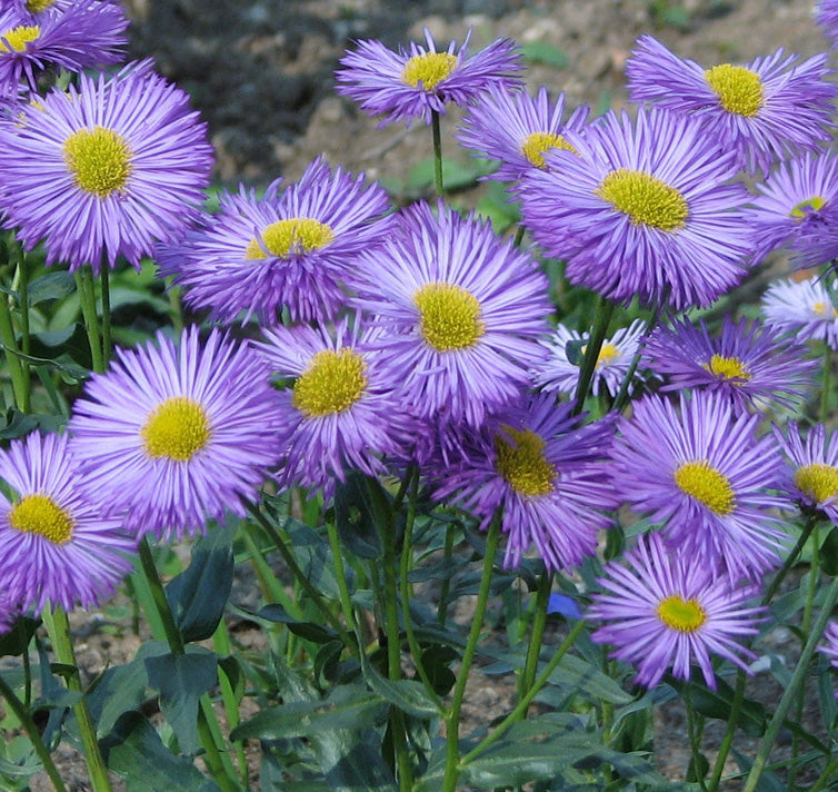 Lavender Erigeron Flower Seeds for Planting, 100 pcs