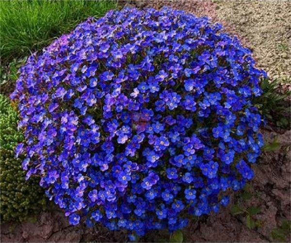 Blue Creeping Thyme Flower Seeds for Planting - 100 pcs