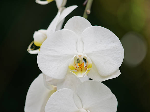 White Butterfly Orchid Flower Seeds for Planting - 100 pcs