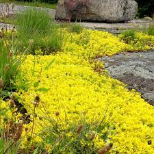 Gul Sedum plantefrø til udplantning - 100 stk