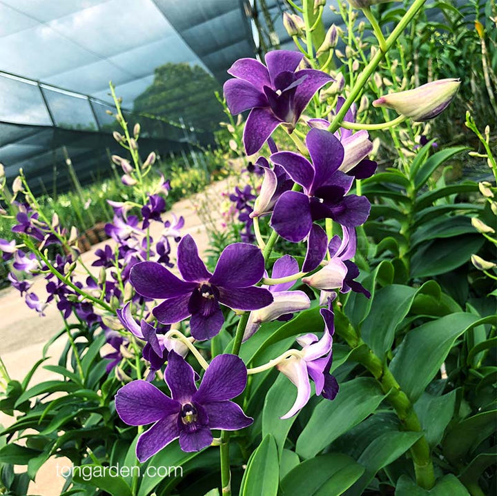 Mørkeblå Dendrobium blomsterfrø til plantning - 100 stk