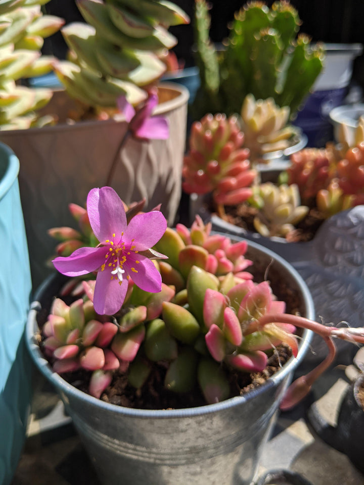 Pink Anacampseros Plantefrø til udplantning - 100 stk