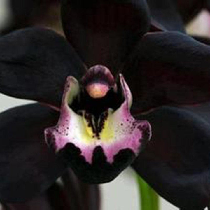 Black Cymbidium Faberi Seeds for Planting - 100 pcs