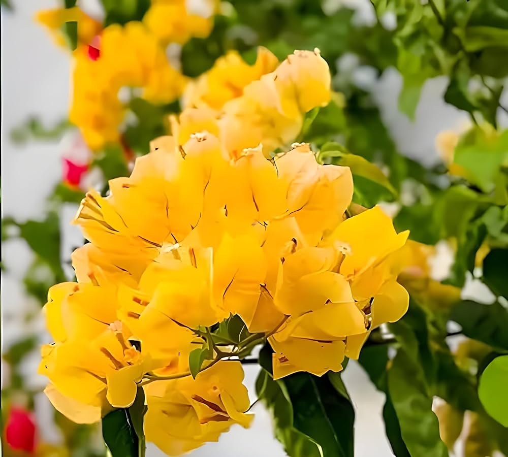 Bougainvillea Yellow Flower Seeds for Planting - 100 pcs