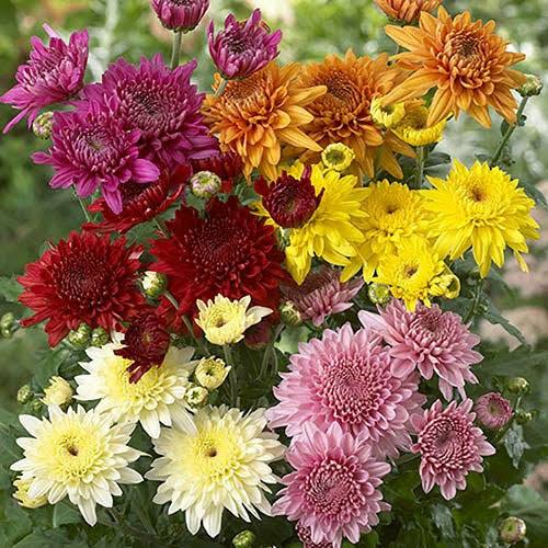 Chrysanthemum Seeds for Planting, 100 pcs