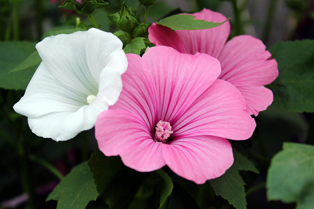 Lavatera White Pink Seeds for Planting – Organic, Heirloom, Non-GMO Flower Seeds